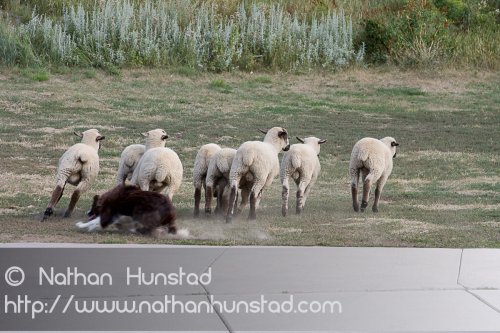 IrishFest_2008-08-10_IMG_1203